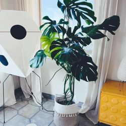 XL Monstera Deliciosa Healthy Indoor Pest Free Plant In Woven Basket
