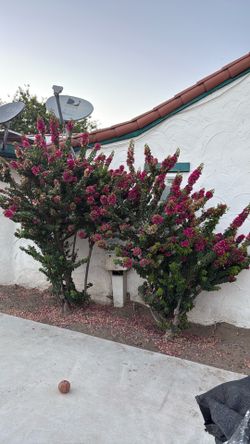 Free couple bushes