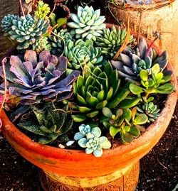 Handmade succulent containers with succulents