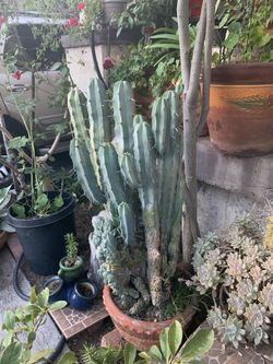 Blue Cactus