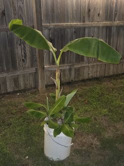 💥 BANANA TREES AVAILABLE 