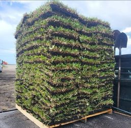 Sod For Sale Grade A Quality Palmetto