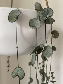 String of Hearts Silver Glory