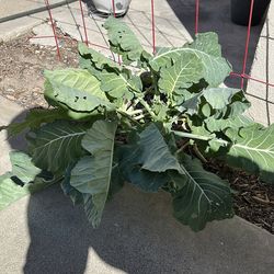 Collard greens stalk