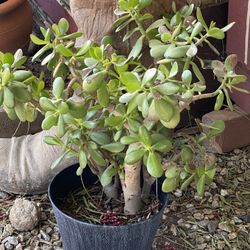 Jade Plant