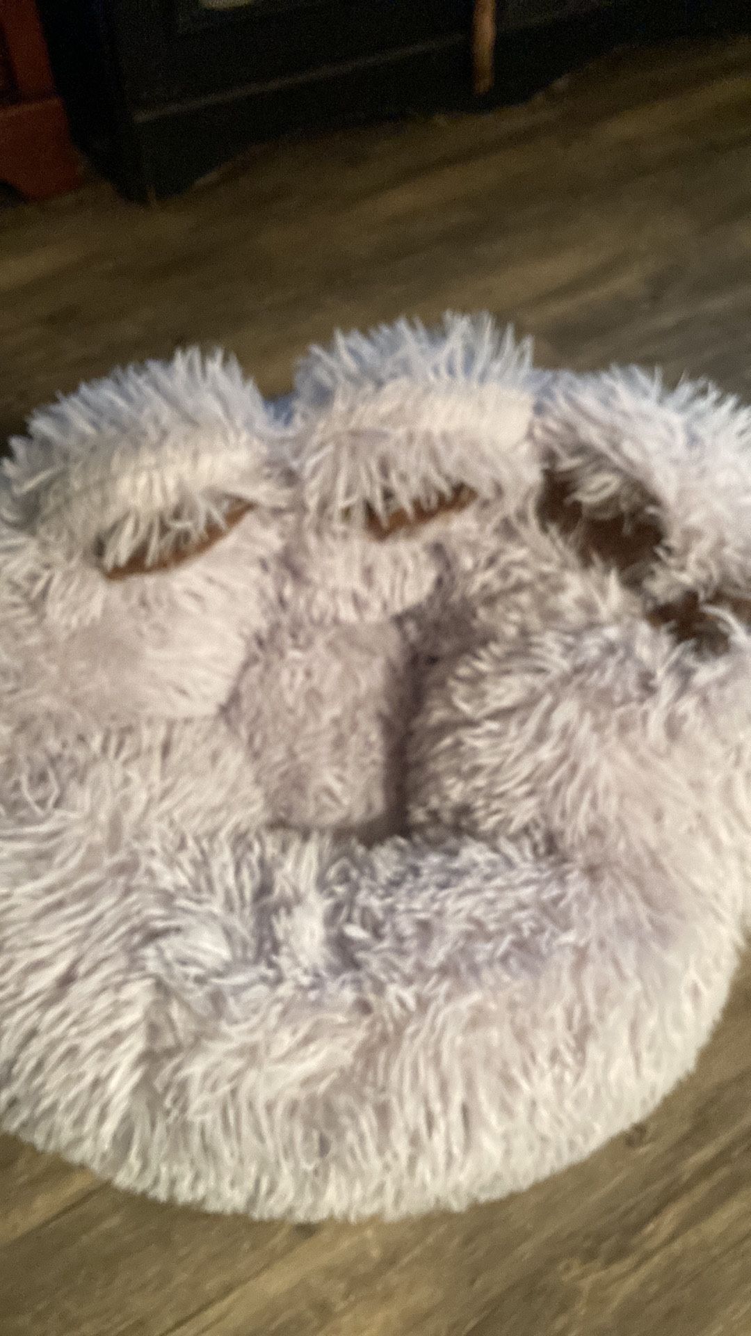 Pet Bed