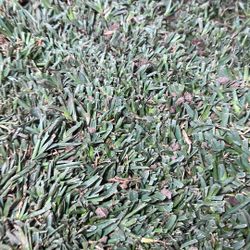 Sat Agustin Grass $6 Ech 