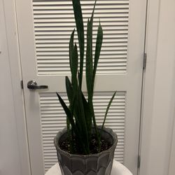 Snake Plant - has survived 5 years, hard to kill