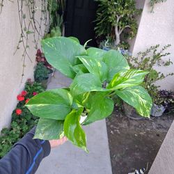 Small Golden Pothos Plant $10