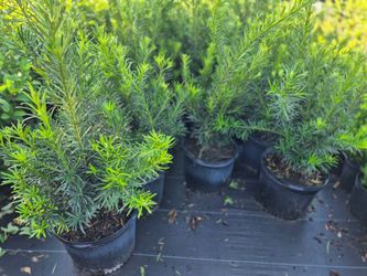 PODOCARPUS 7GALLONS