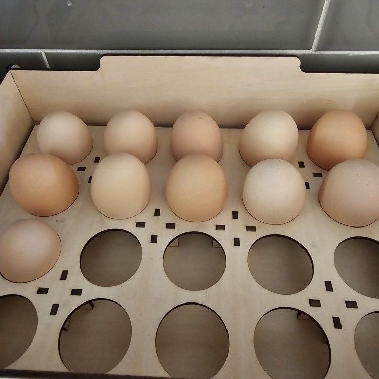 Farm Fresh Organic Pasteur Raised Eggs