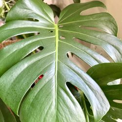 Large Monstera Plant For Sale. 