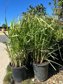 Lots of Lemongrass ($25 each)