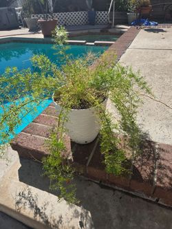 Plants