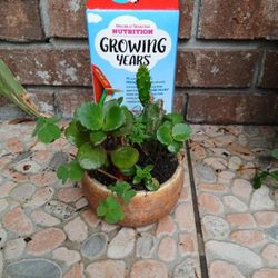 Cactus Plant With Clover Leaves 