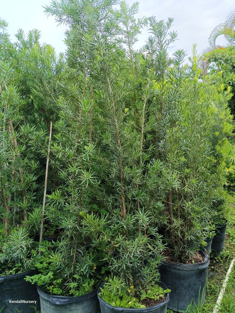 Podocarpus 15gl ๐ก๐ก๐ก$45 6ft-7ft
