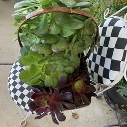 Basket With Succulents 