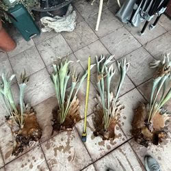 Cheap Unmounted Staghorn Ferns 