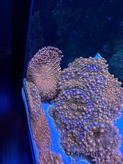 Fake Coral