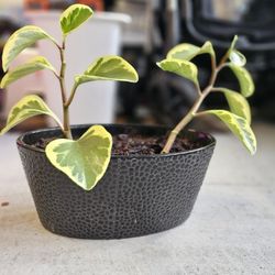 Peperomia Indoor Plant 