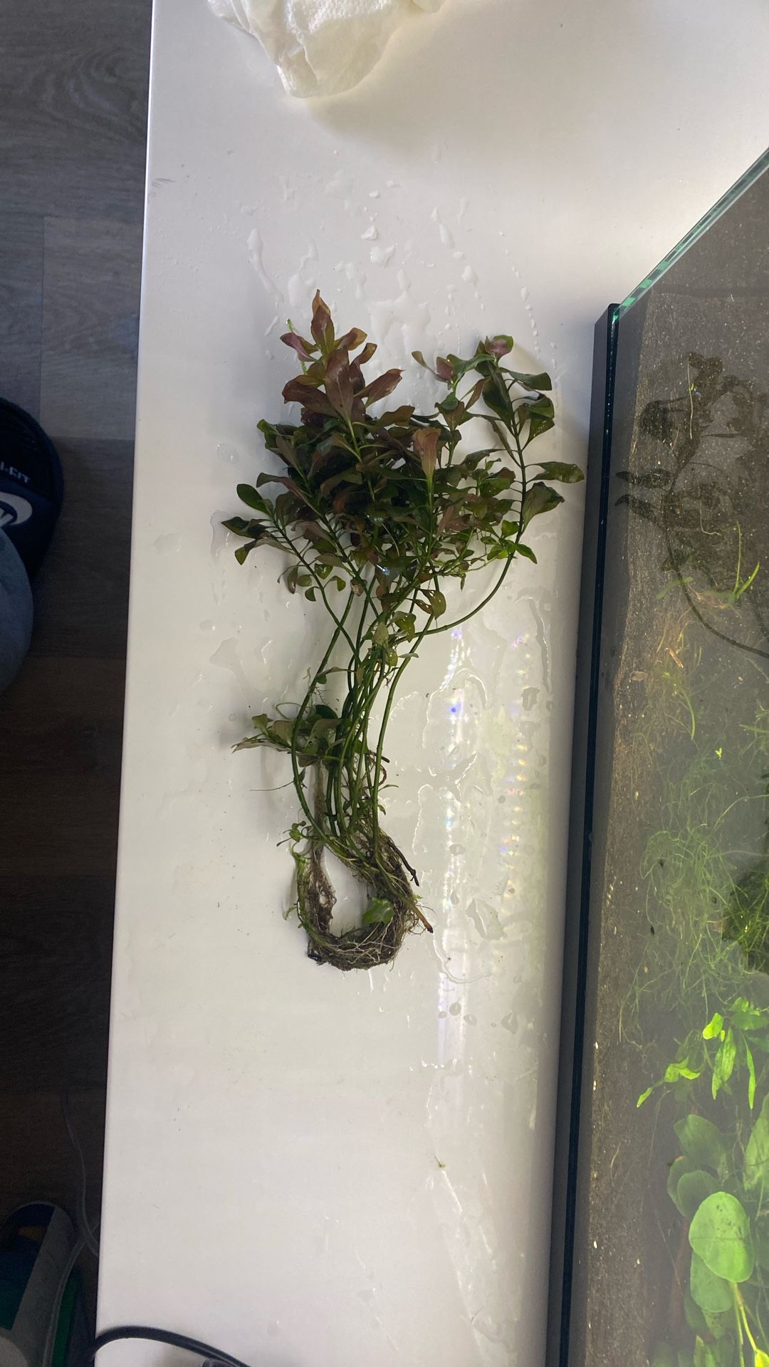 Fish tank Plant $10