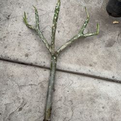 Cutting Plumeria Pink