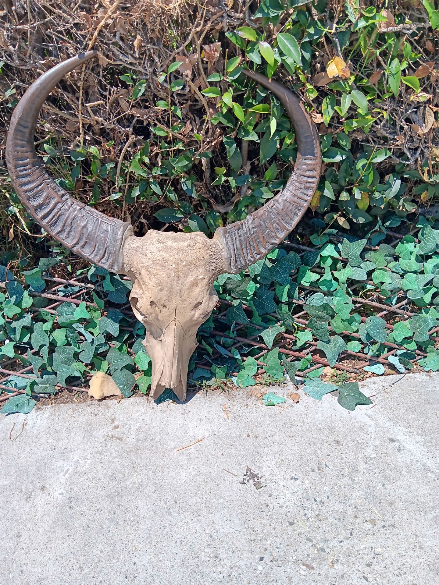 Buffalo skull