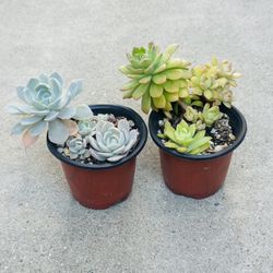 Succulents plants 🪴（2 for $5）