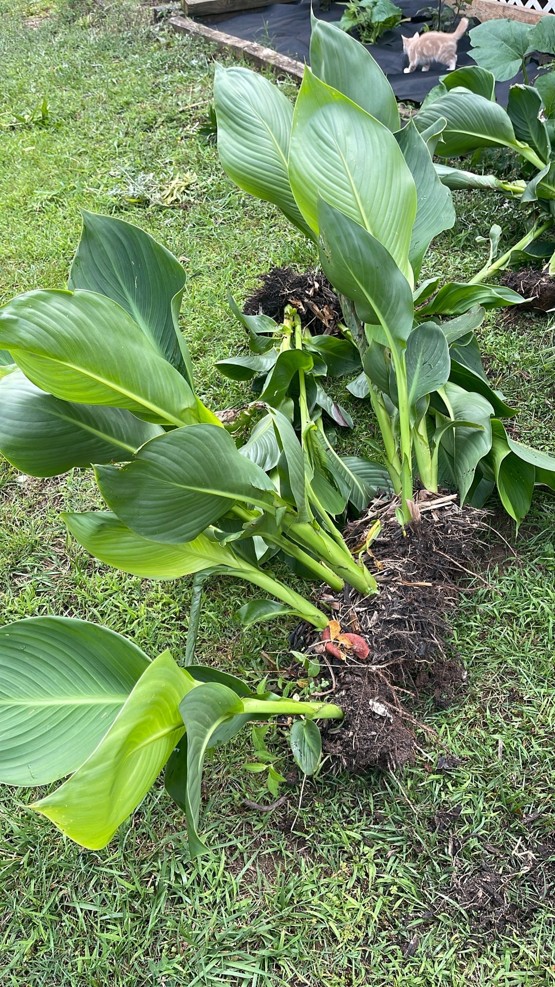 Lily’s
