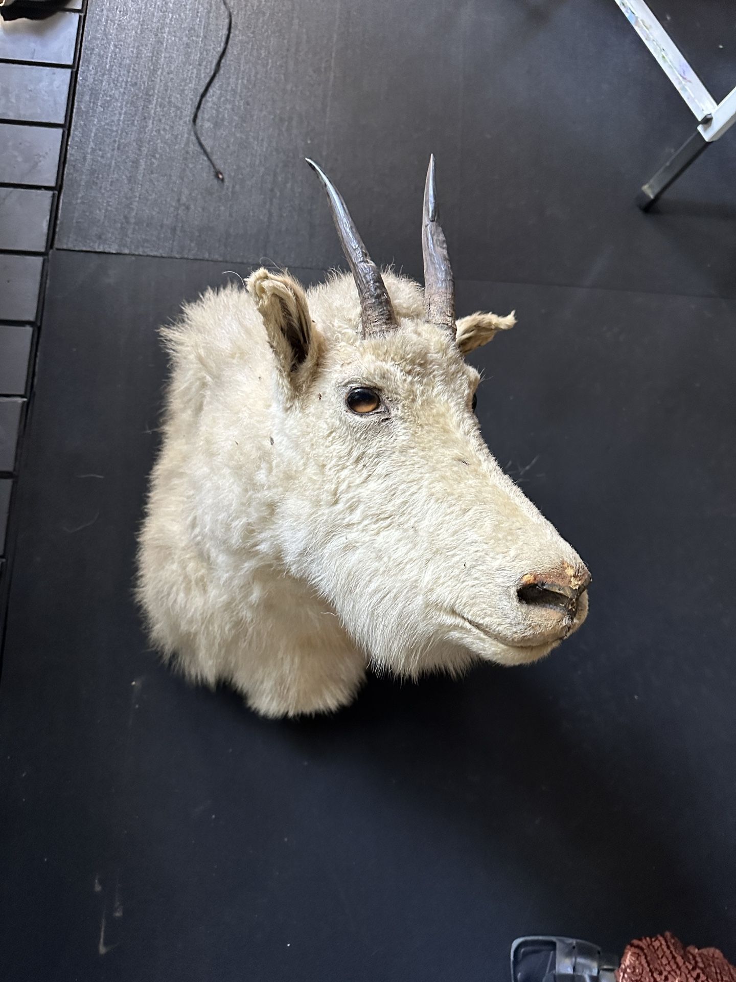 Mountain Goat Shoulder Mount Taxidermy.Dall Goat