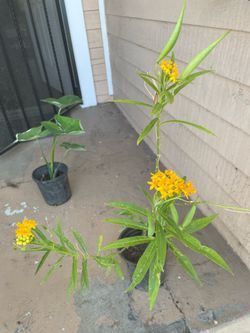 Yellow Butterfly Plant