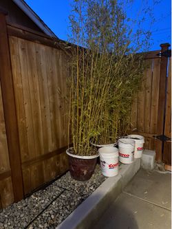 Three tall bamboo plants in pots