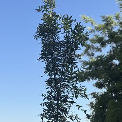 Raywood Ash tree 🌳 
