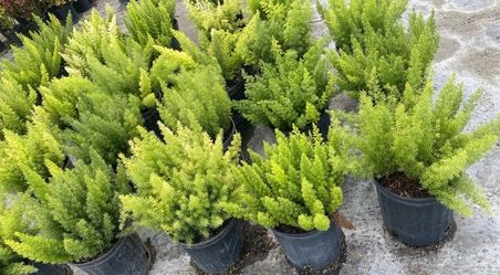 Foxtail Fern - 3 Gallons