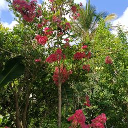 🏡🏡 Beautiful Crape Myrtle Tree With Pink Flowers$200