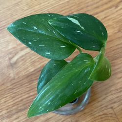 Monstera Standleyana Albo Vareigata - 2” Pot Starter Plant