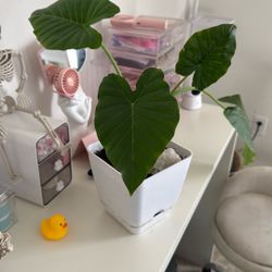 Alocasia Plant “Elephant Ear” Plant 