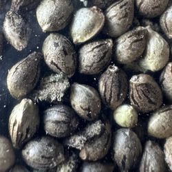 Growing Seeds