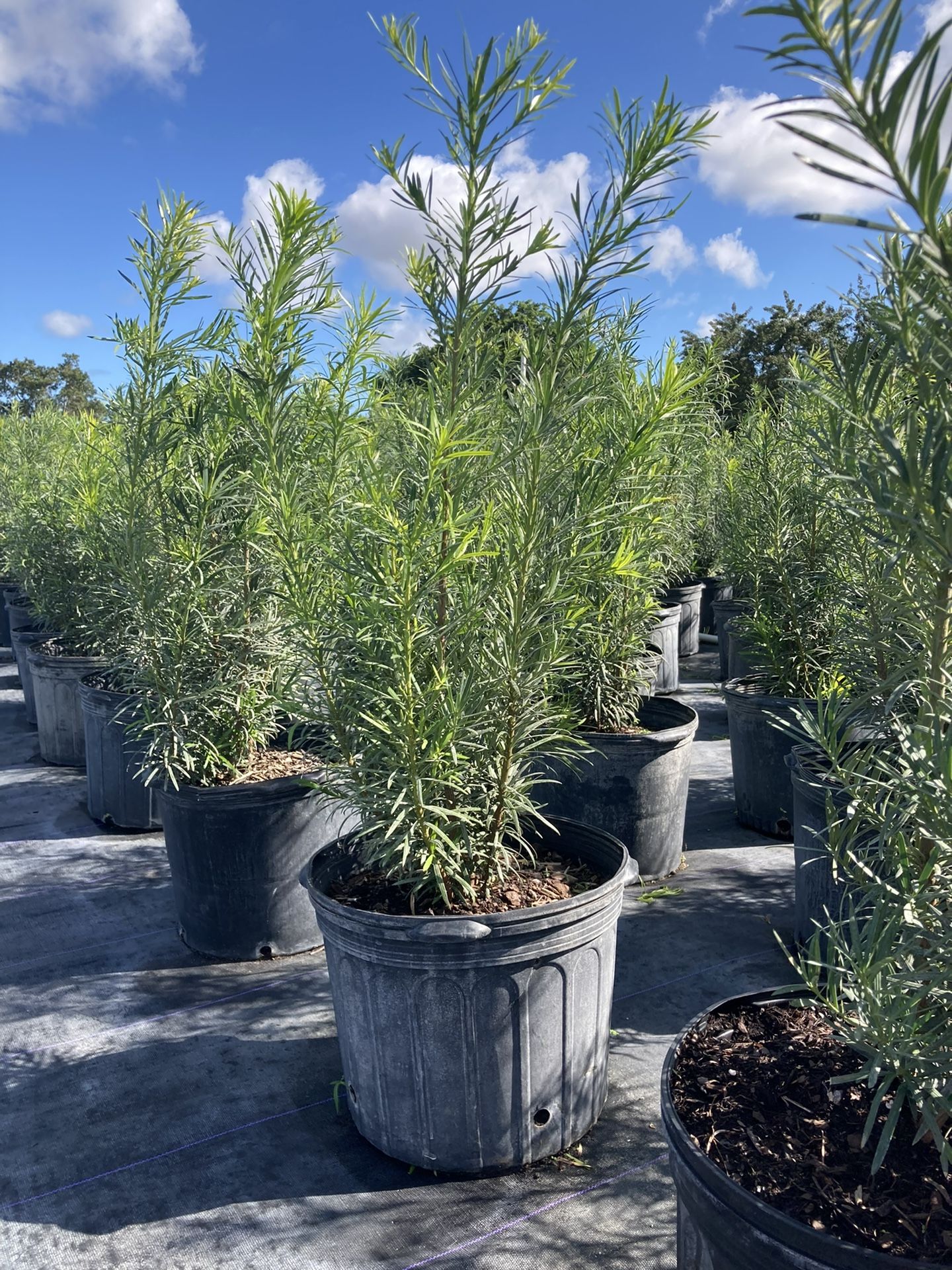Podocarpus
