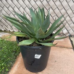 Blue Glow Agave Succulent Plant