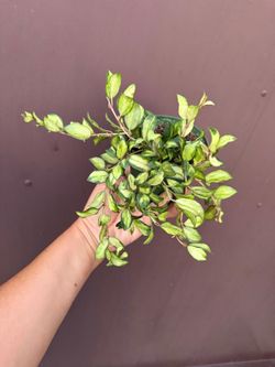 4” hoya lacunosa tricolor