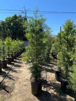 Fern pine privacy hedge