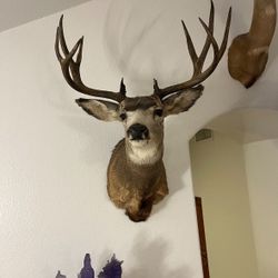 Taxidermy- Mule Deer - Coues Deer 