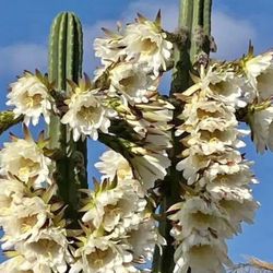 San Pedro Cutting Cacti