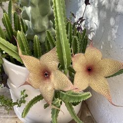 Desert Star 