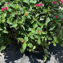 Lantana Carnaval