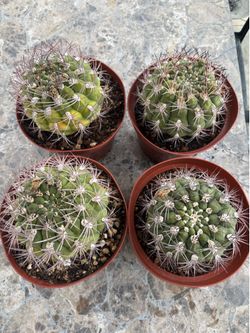 Mammillara Voburnensis