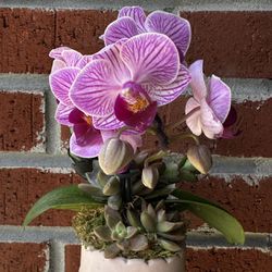 Mothers’s Day Gifts/ Orquids/ Orquids Arragements/orquids And Succulents Arragements/succulents Arragements/exotic Plants