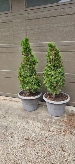 TWO. 3.5 FT  ARBORVITAE  SHRUBS in pots