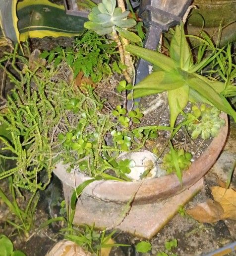 Large Terracotta Pot With Assorted Succulants